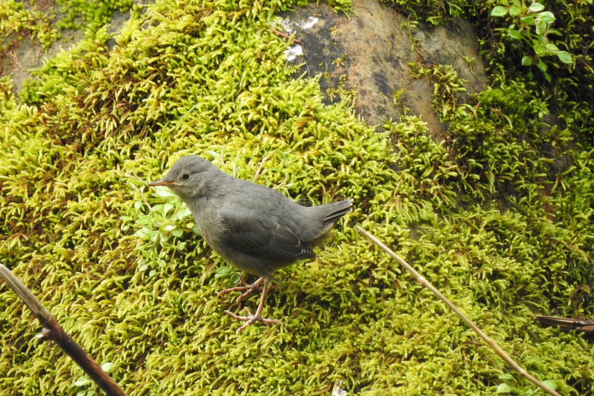 American Dipper - ML436849631