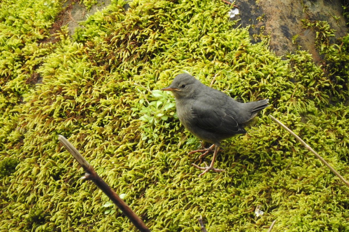 American Dipper - ML436849641