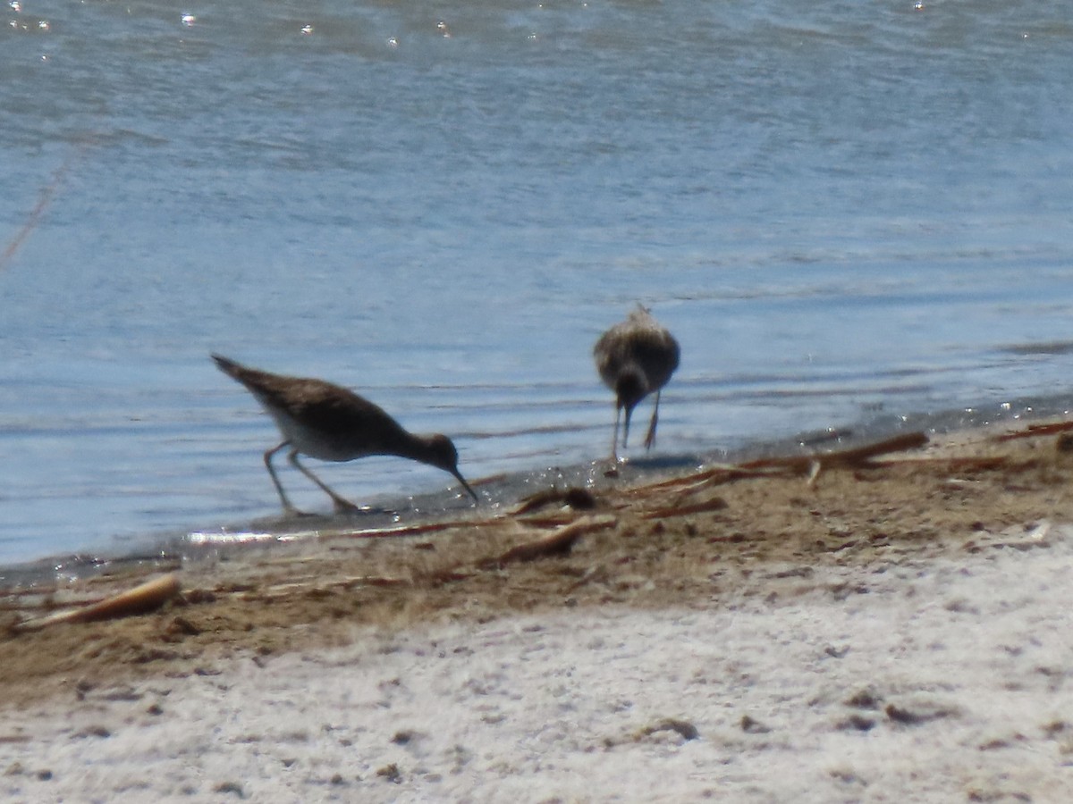 Lesser Yellowlegs - ML436849861