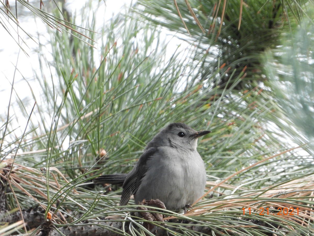 Pájaro Gato Gris - ML436849941