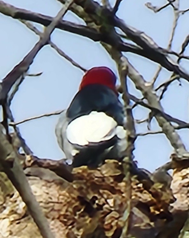 Red-headed Woodpecker - ML436853081