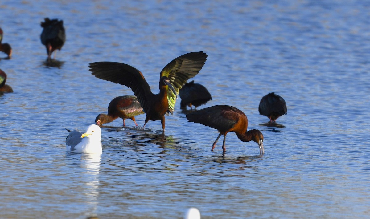 Glossy Ibis - ML436854631