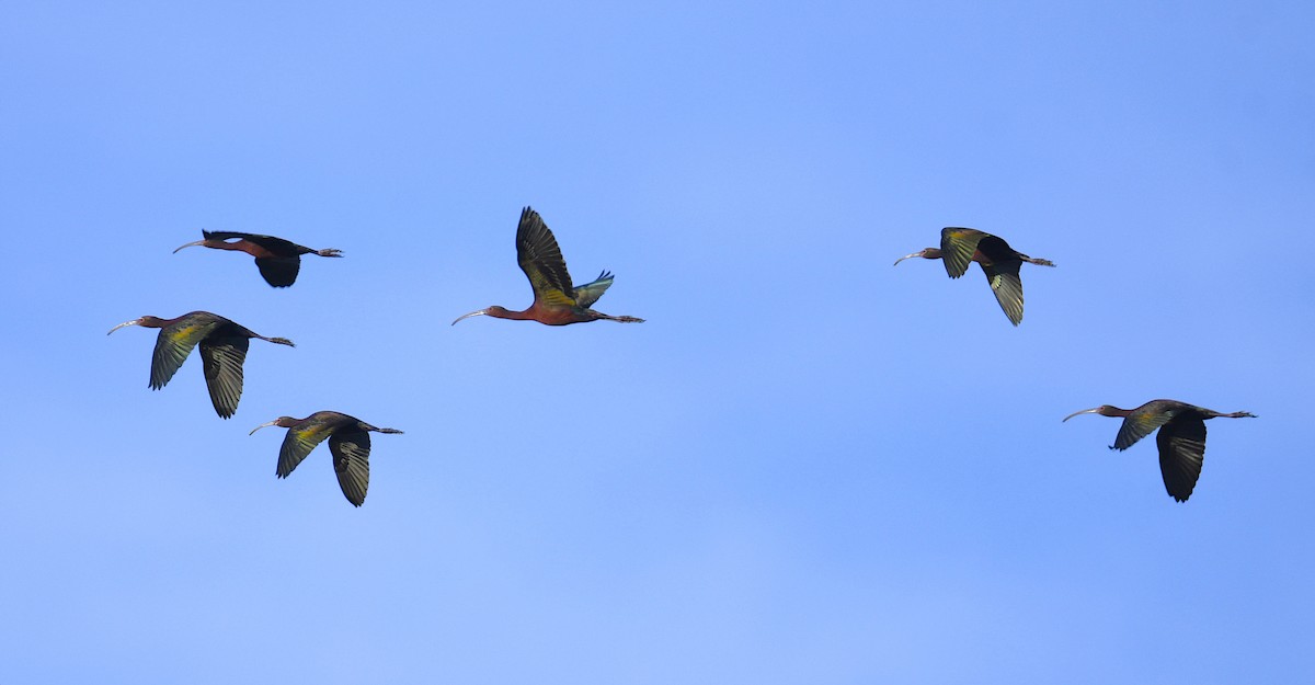 White-faced Ibis - Sara Raj