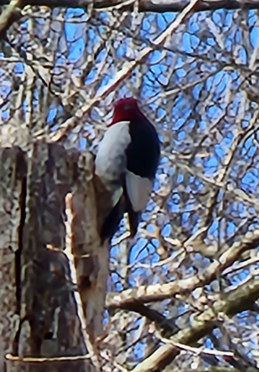 Red-headed Woodpecker - ML436855881