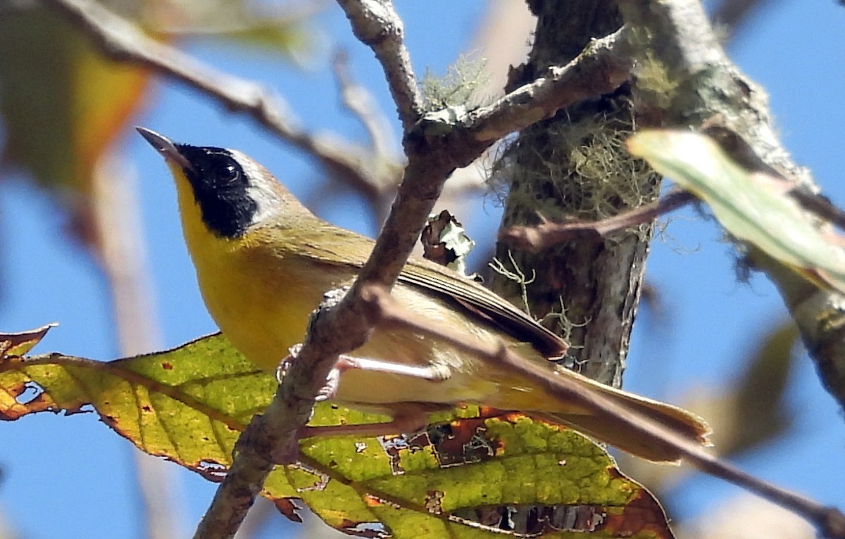 Paruline masquée - ML436856141