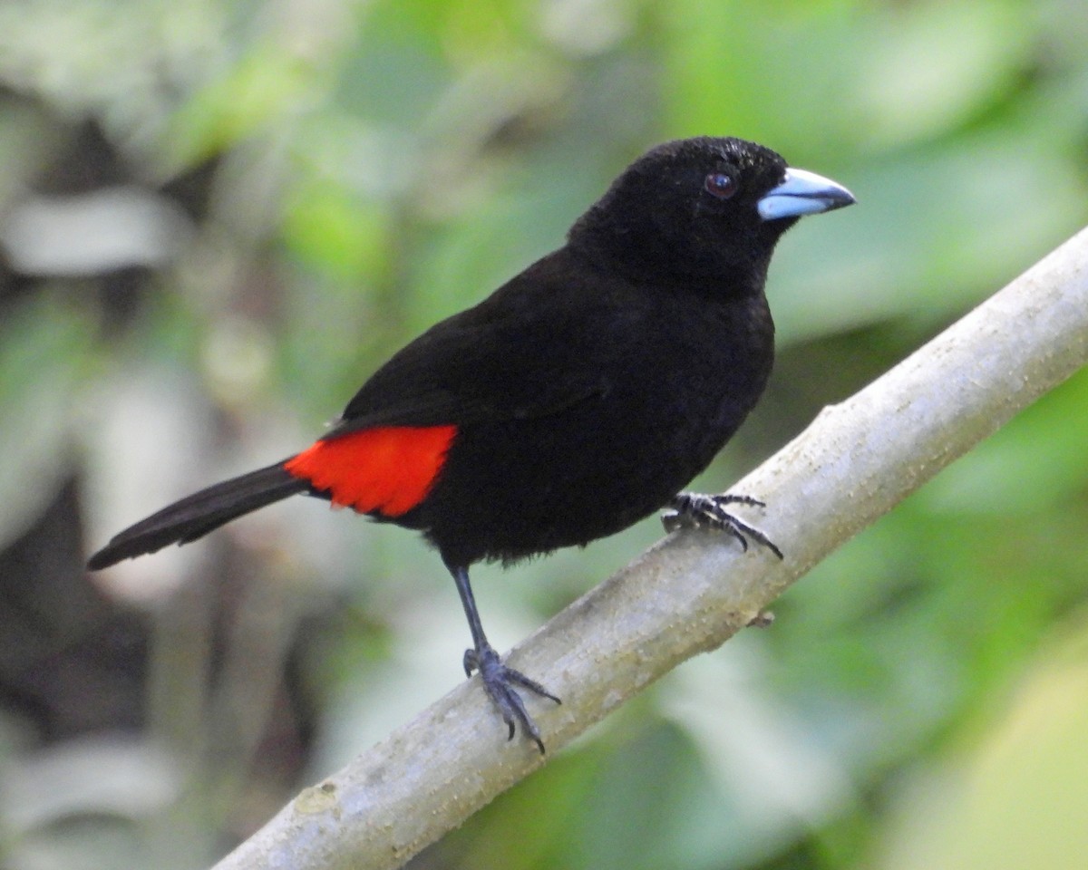 Scarlet-rumped Tanager - Danilo Moreno