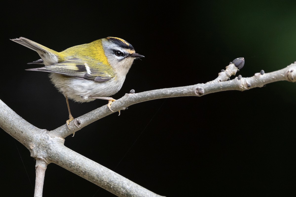 Common Firecrest - ML436857331