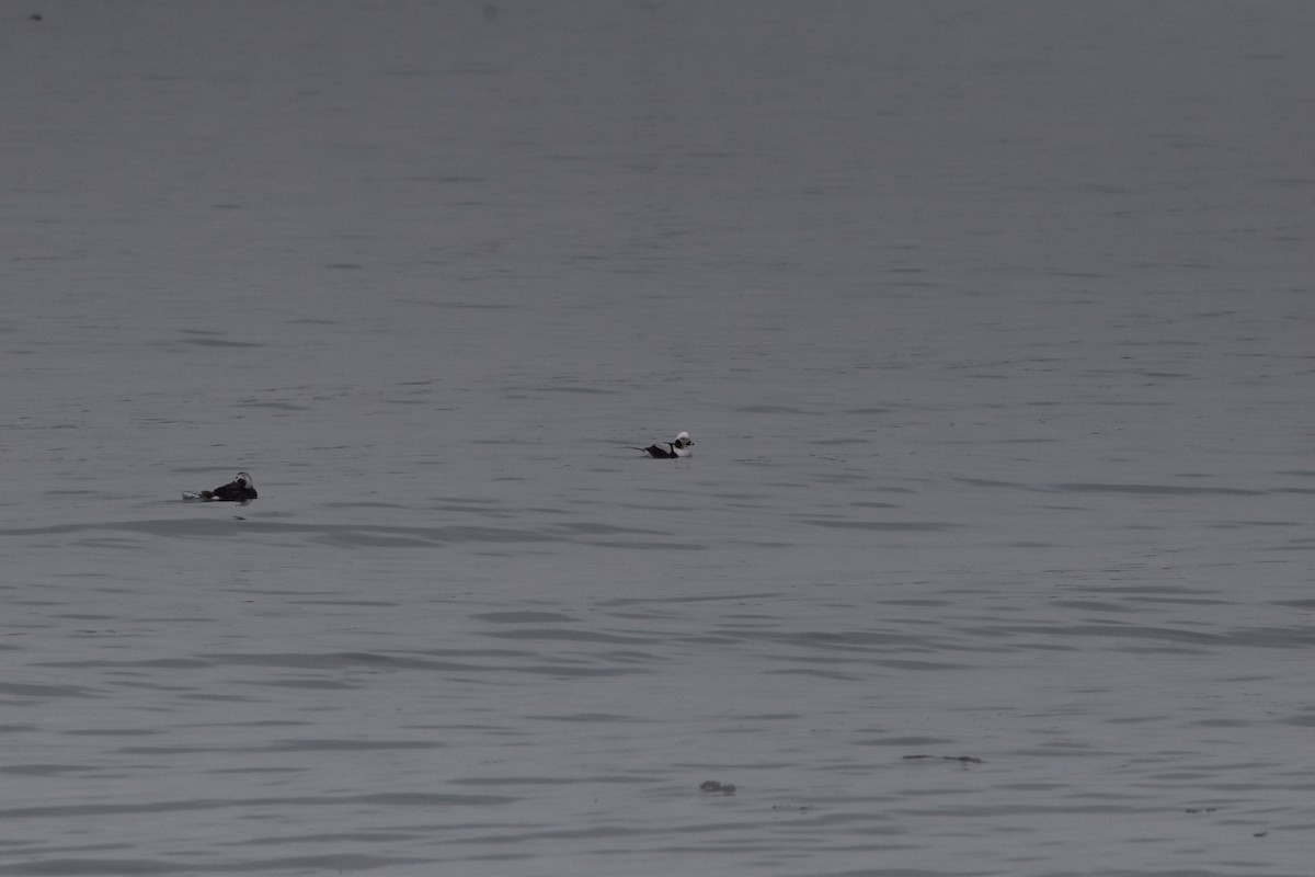 Long-tailed Duck - ML436857751