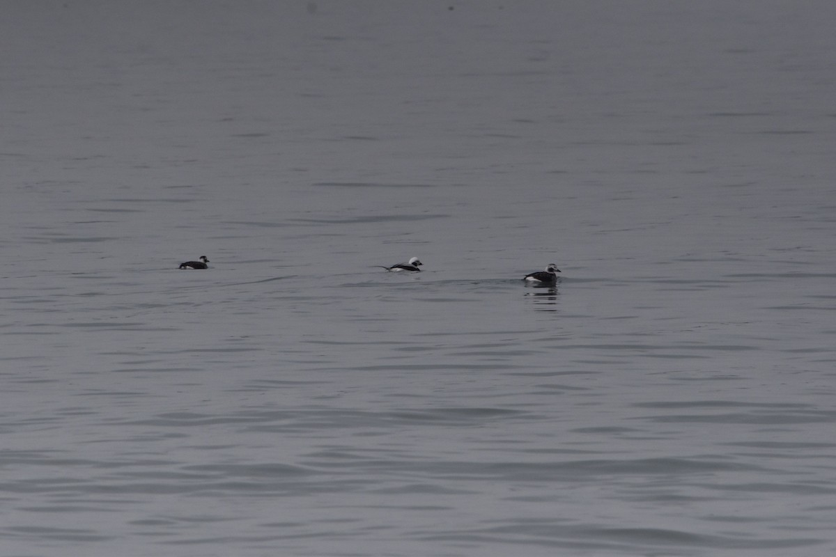 Long-tailed Duck - ML436857761
