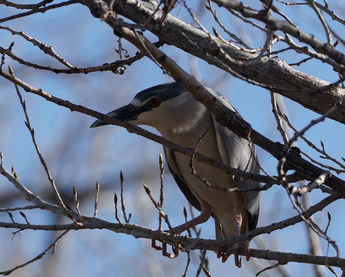 Ногоовор зашин - ML436858761
