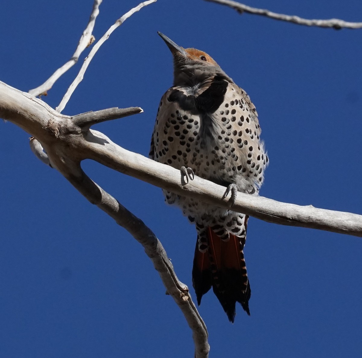 Northern Flicker - ML436858861
