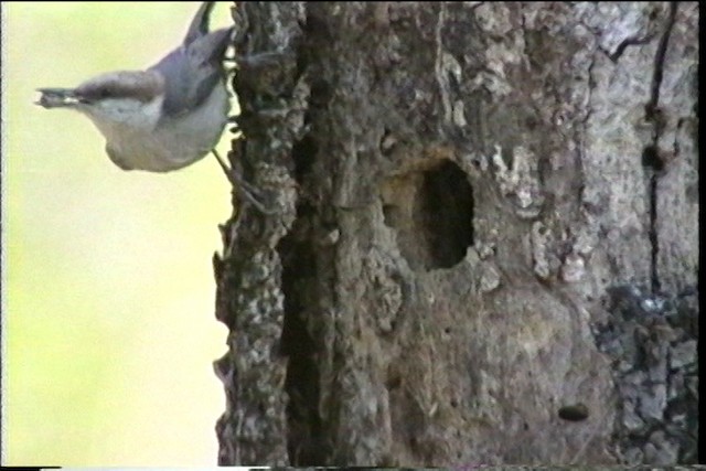 Brown-headed Nuthatch - ML436859