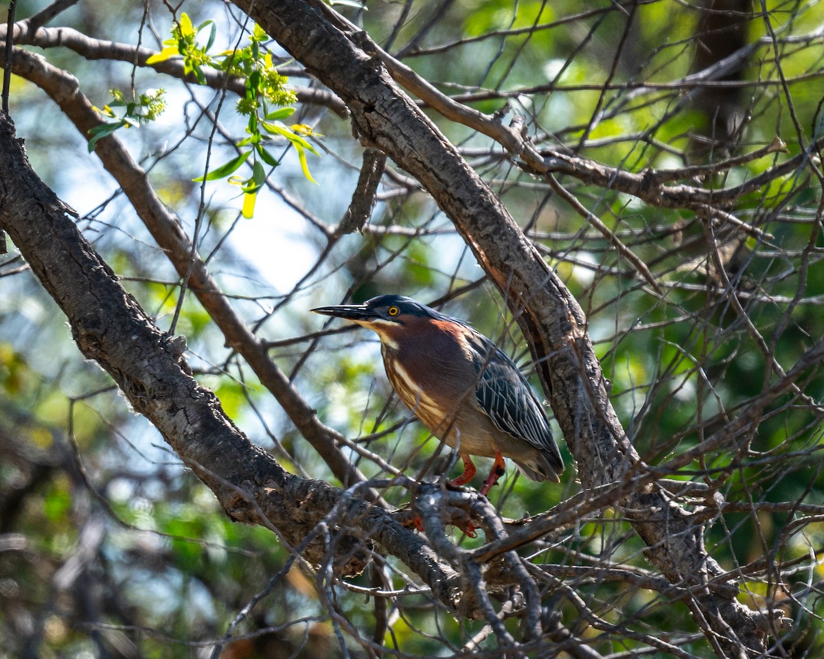 Green Heron - Sherry Pratt