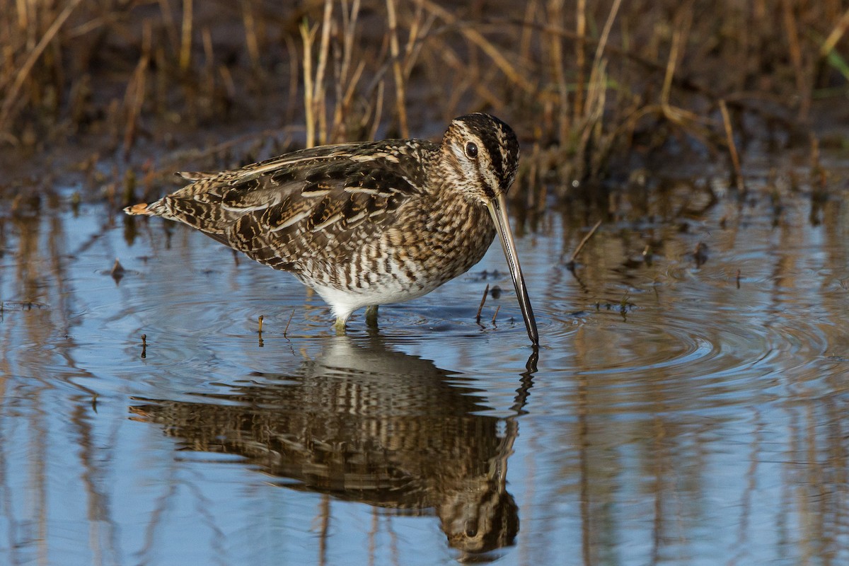 Wilson's Snipe - ML43686031