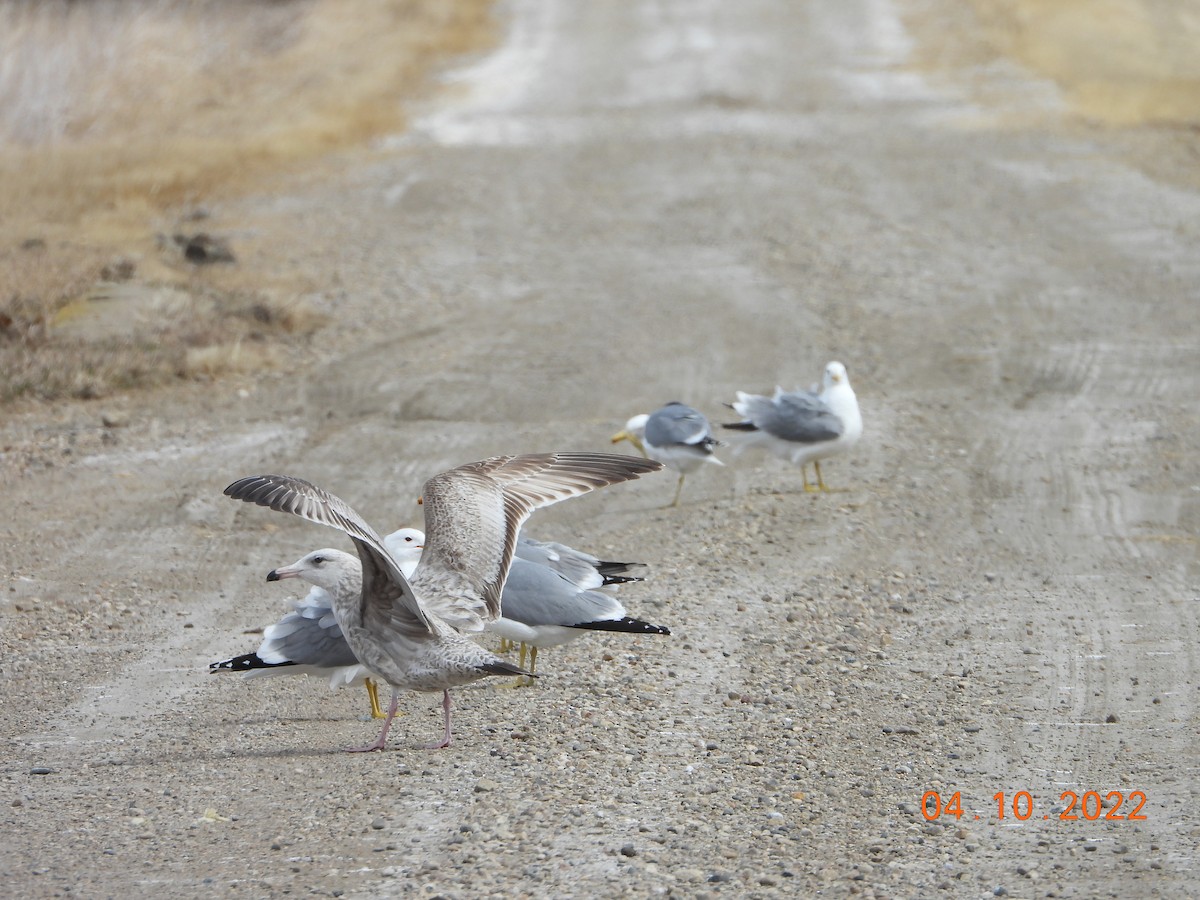 Gaviota Argéntea - ML436862021