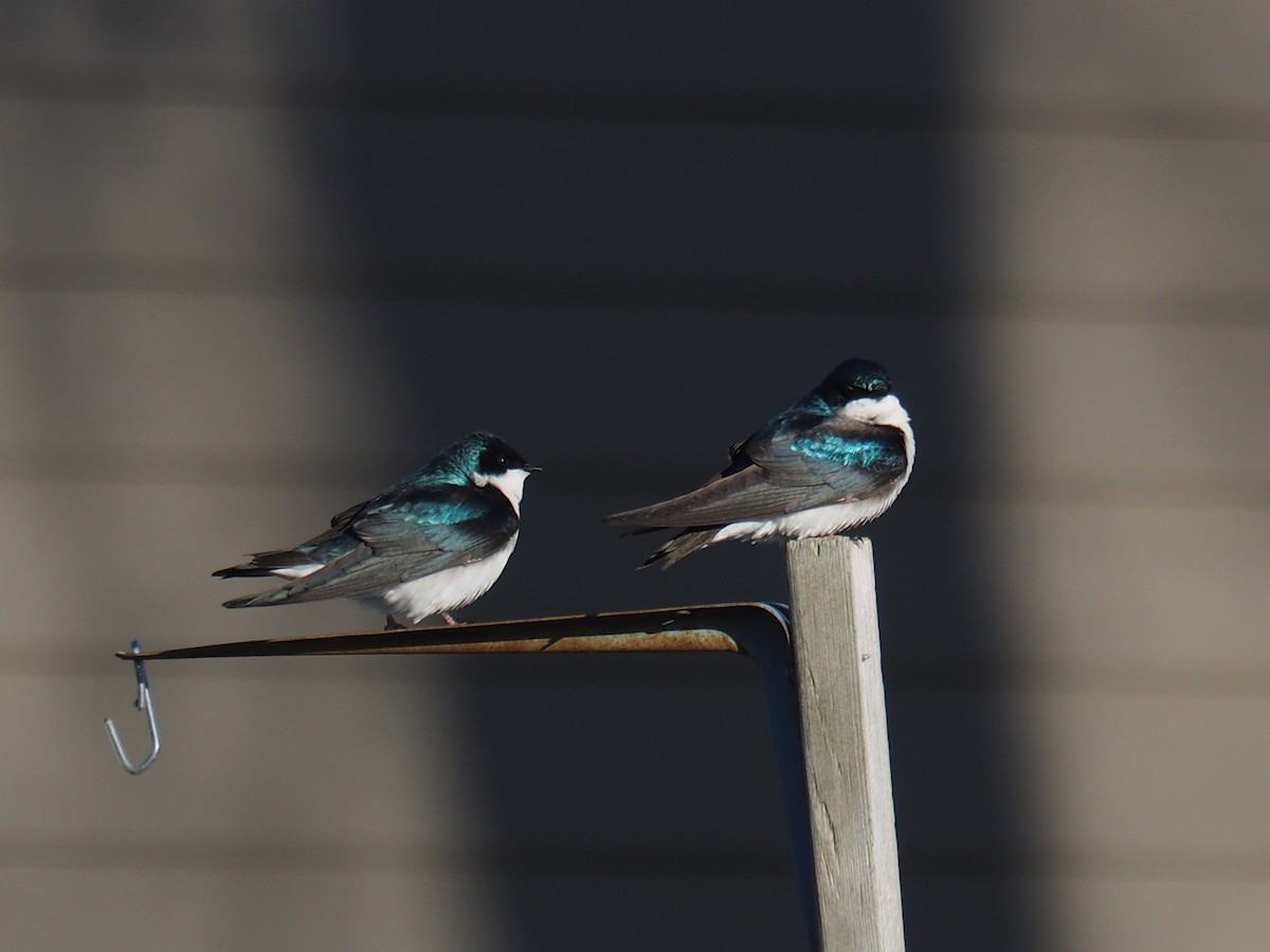 Tree Swallow - ML436863341