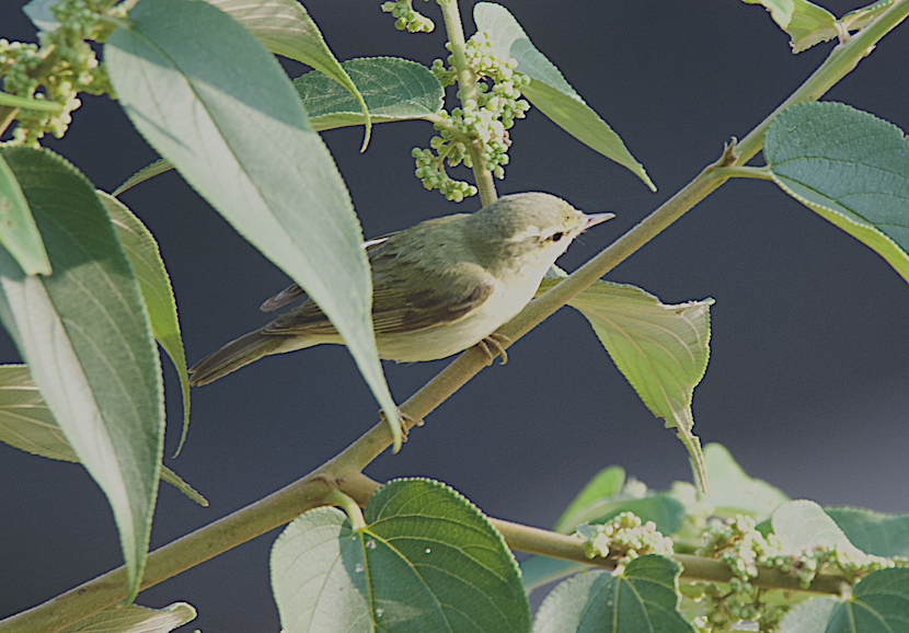 Tytler's Leaf Warbler - ML43686351