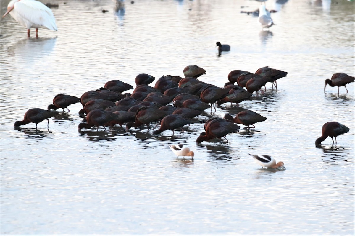 White-faced Ibis - ML436864401