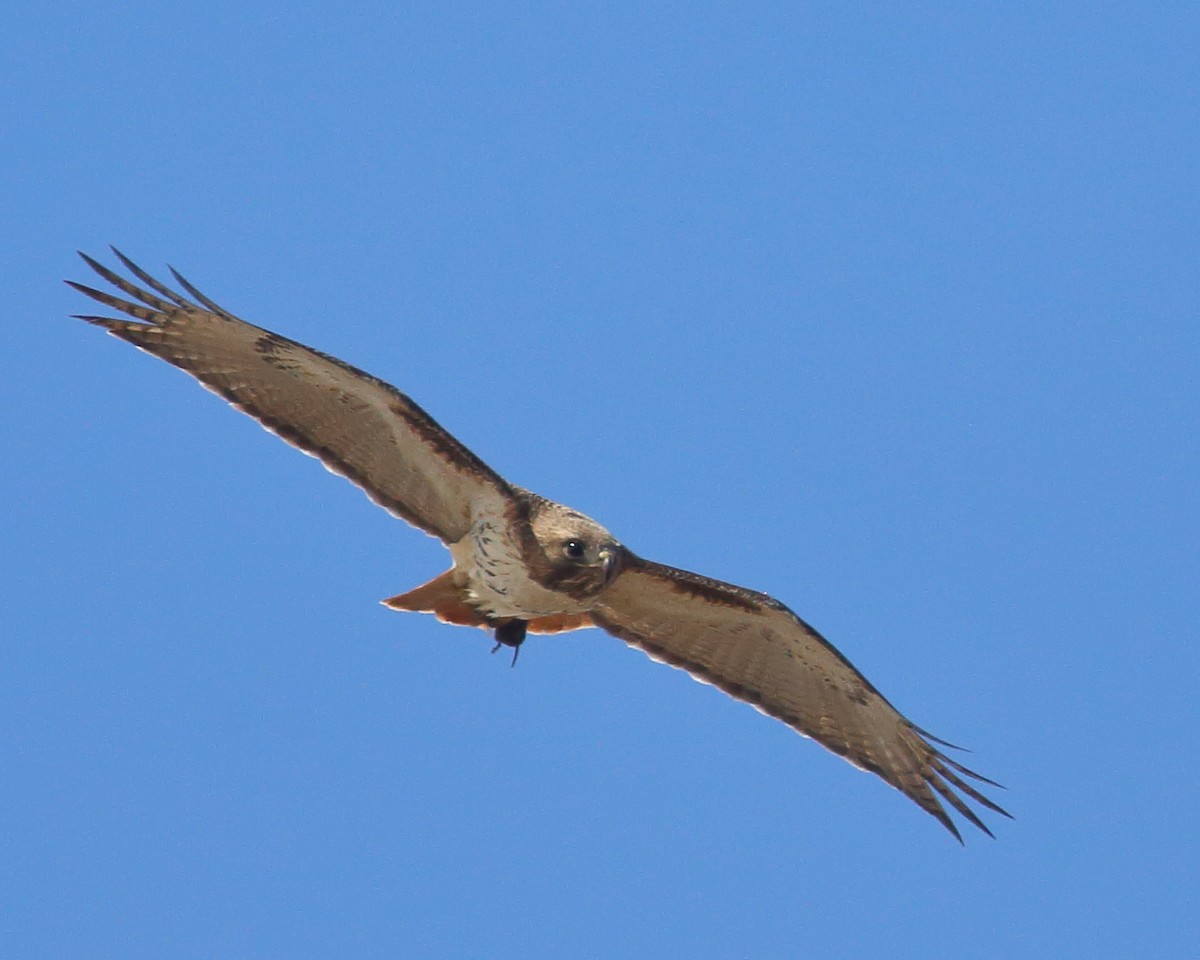 Zapelatz buztangorria - ML436864461