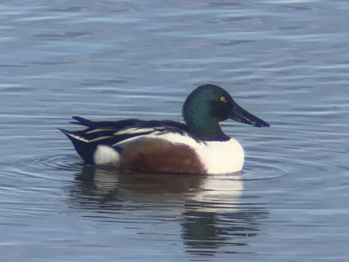 Northern Shoveler - ML436865401