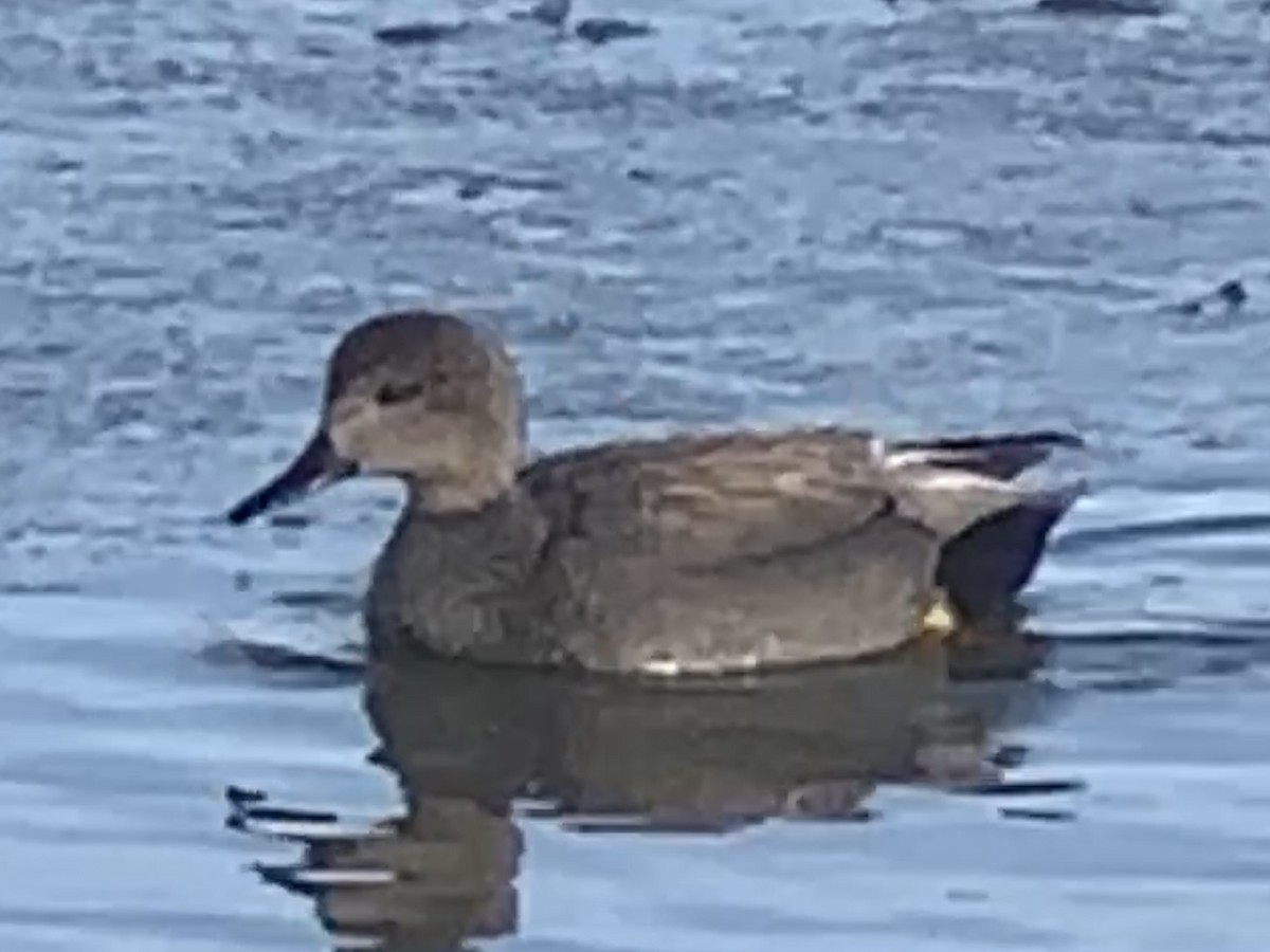 Gadwall - ML436865501