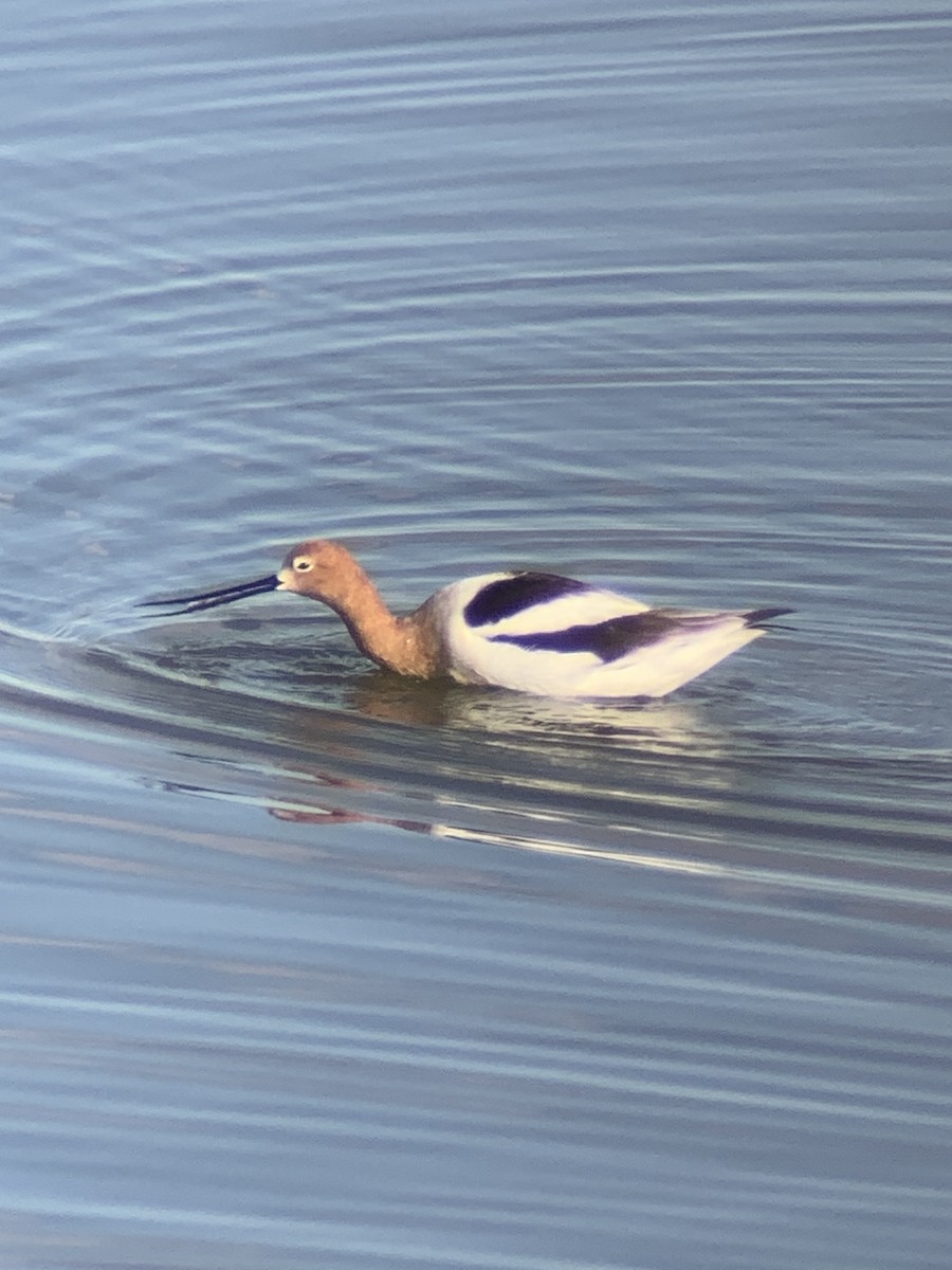 Avocette d'Amérique - ML436865961