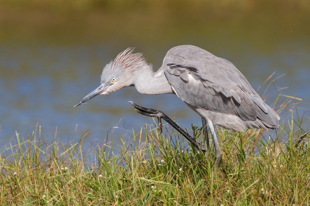 Reddish Egret - John Whigham
