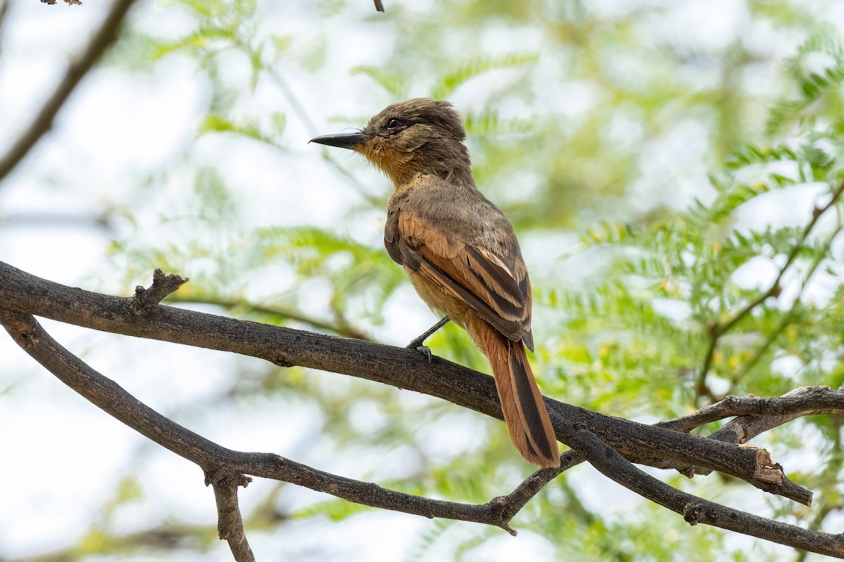 Rufous Flycatcher - Thibaud Aronson