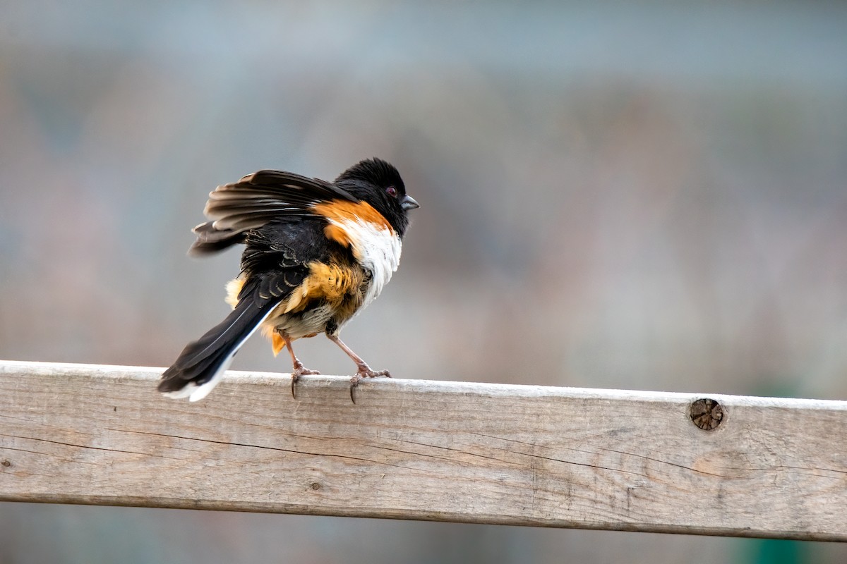 Eastern Towhee - ML436866361