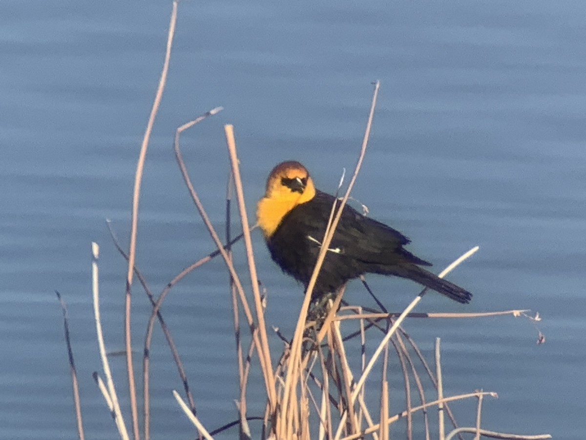 Yellow-headed Blackbird - ML436866391