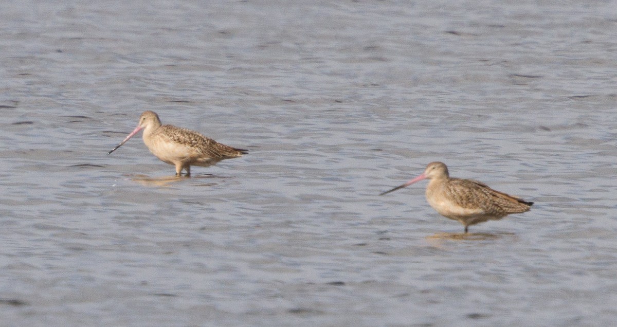 Marbled Godwit - ML43686641