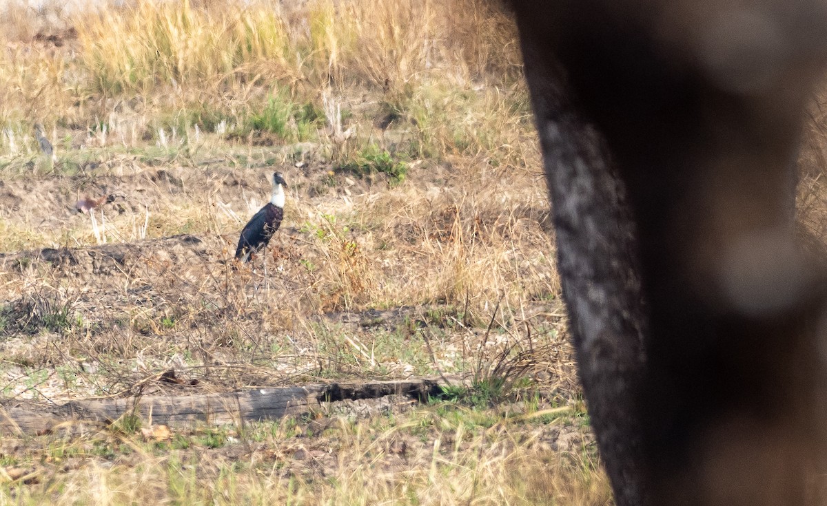Asian Woolly-necked Stork - ML436868271