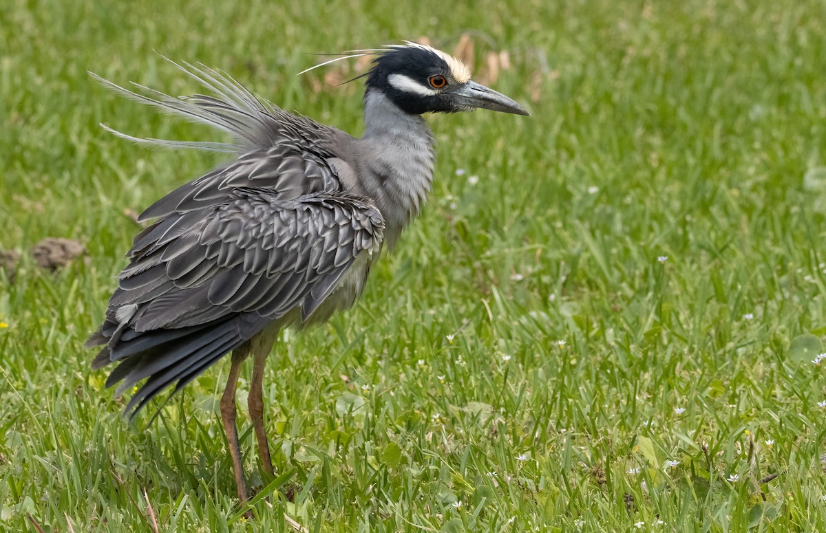 Yellow-crowned Night Heron - Liam Huber