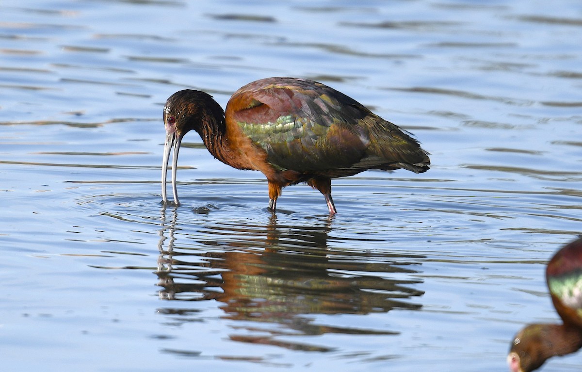 White-faced Ibis - Sara Raj