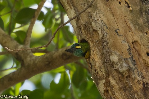 Photos - Yellow-eared Barbet - Psilopogon australis - Birds of the