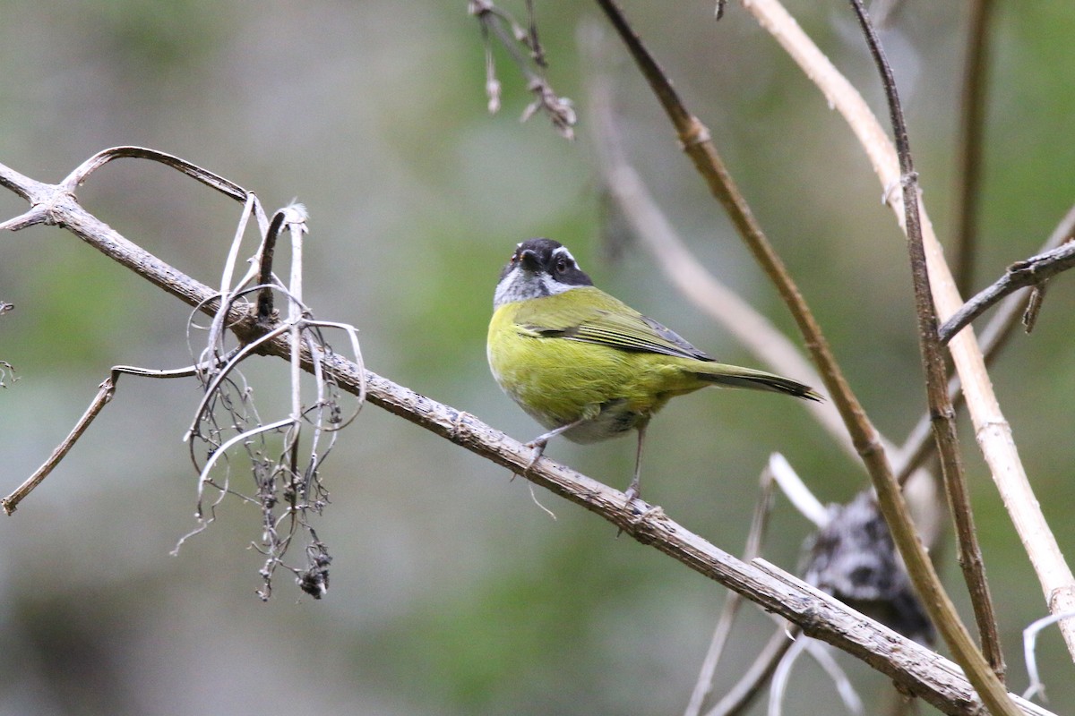 Sooty-capped Chlorospingus - Devin Griffiths