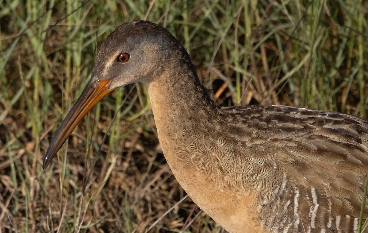 Clapper Rail - Liam Huber