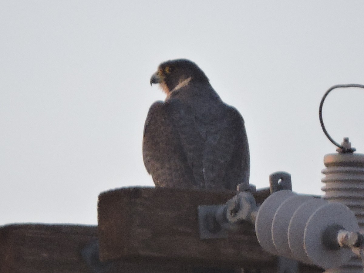 Peregrine Falcon - ML43687201