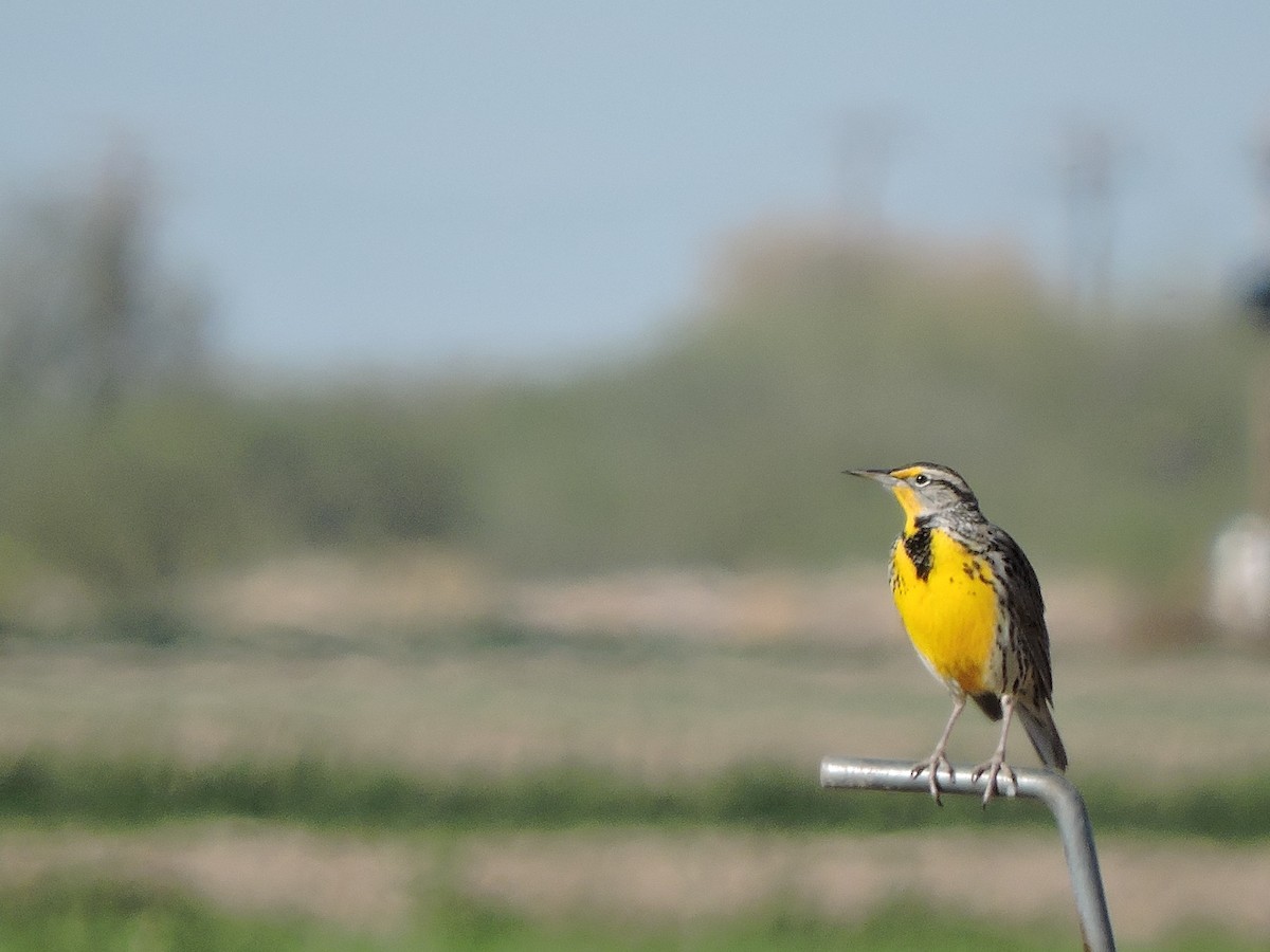 Western Meadowlark - ML43687221