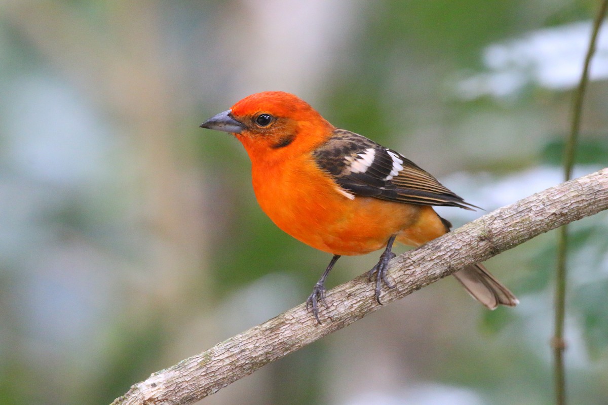 Flame-colored Tanager - ML436872441