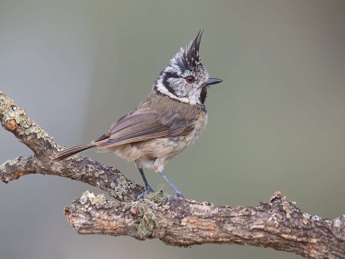 Crested Tit - eBird