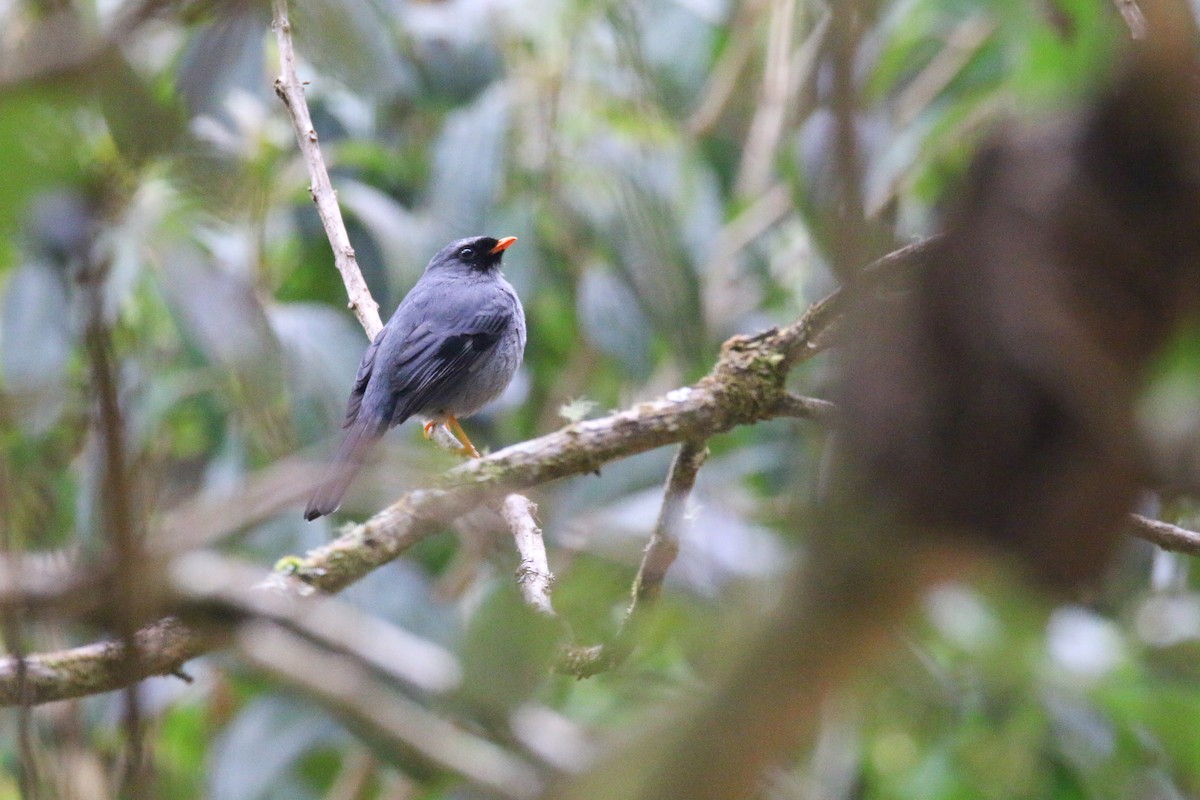 Black-faced Solitaire - Devin Griffiths