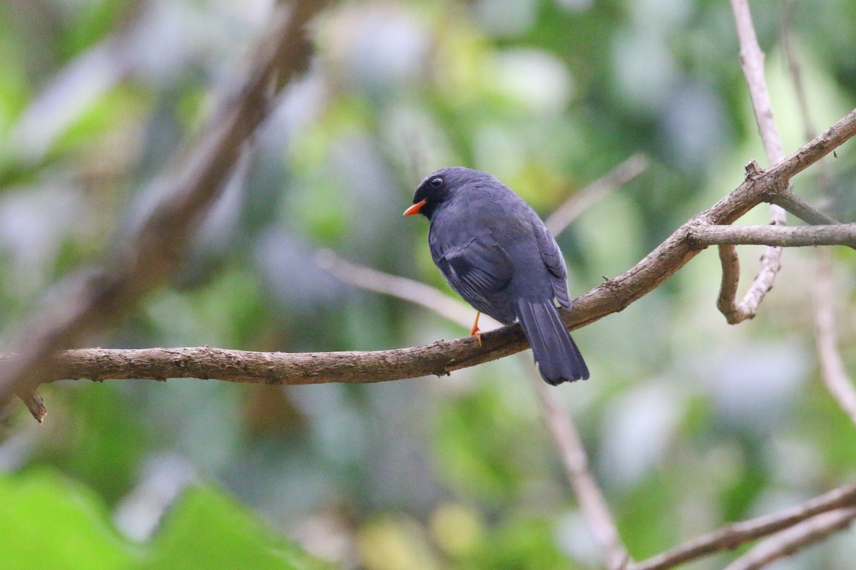 Black-faced Solitaire - Devin Griffiths