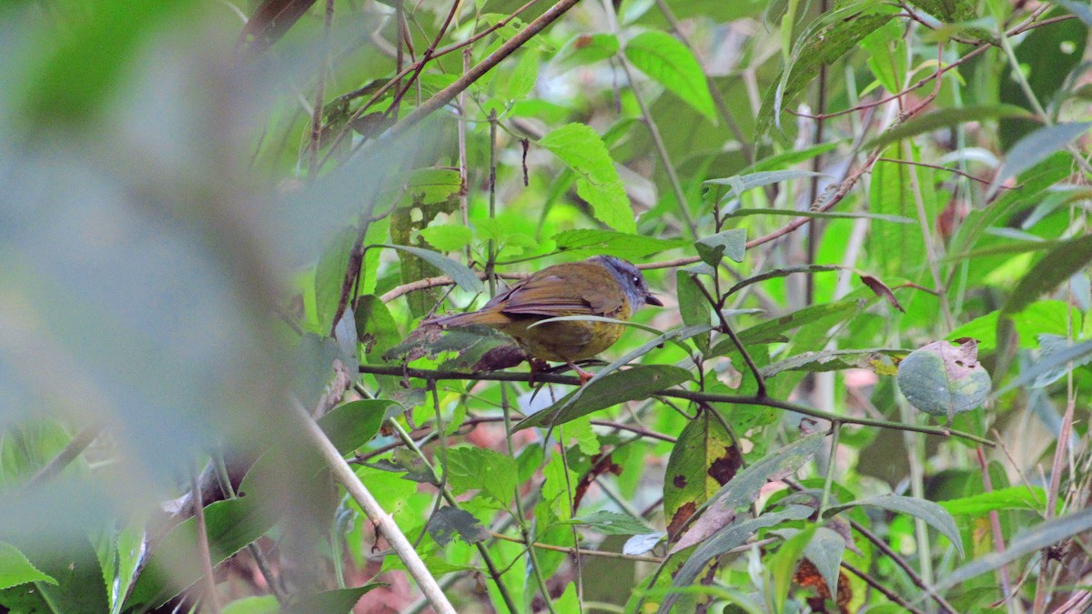 Russet-crowned Warbler - ML436872911