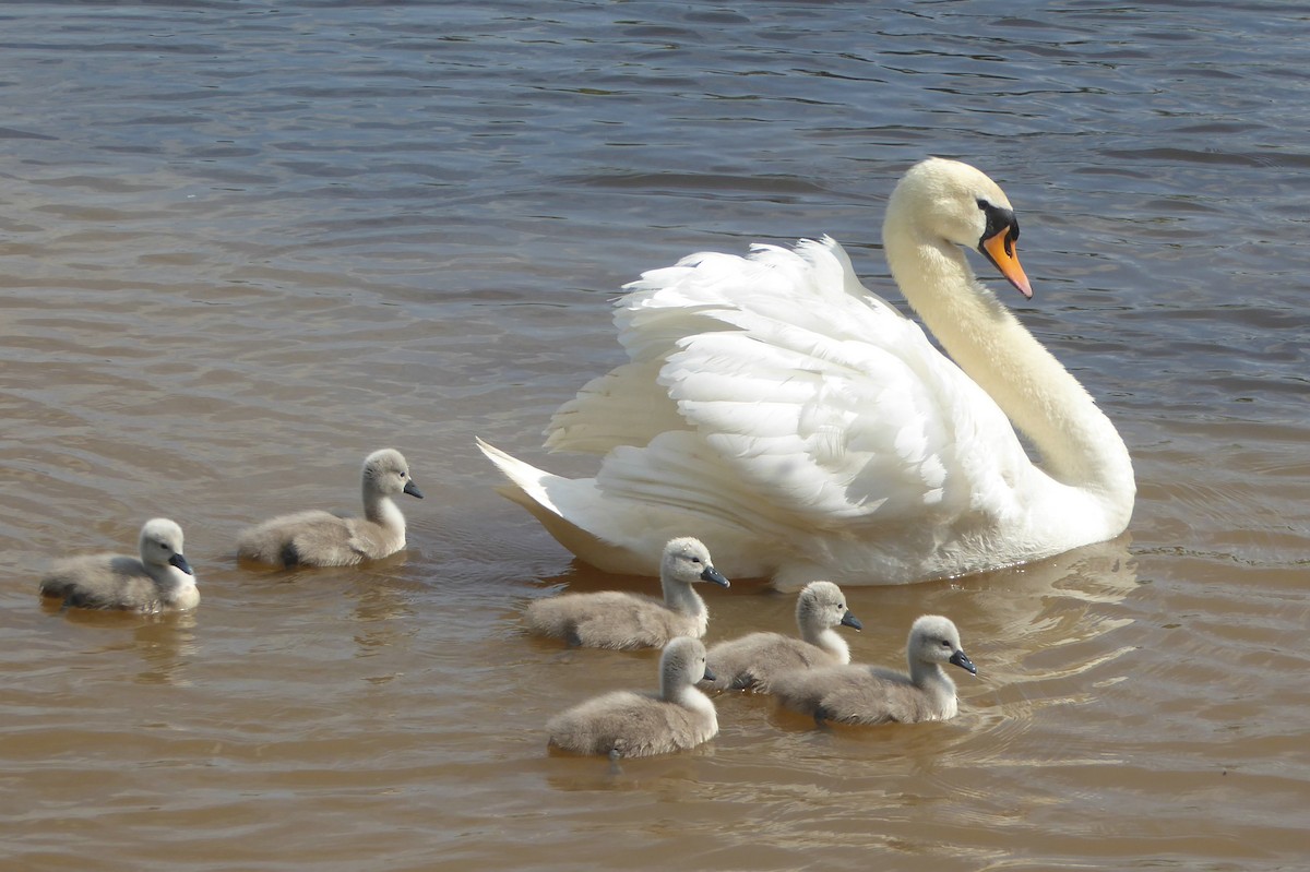 Mute Swan - Christine D