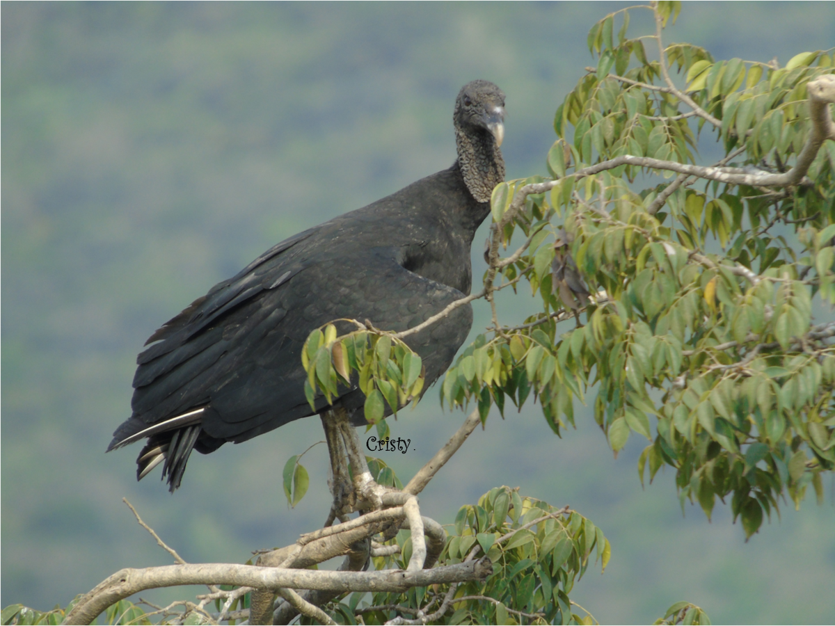 Black Vulture - ML436873461