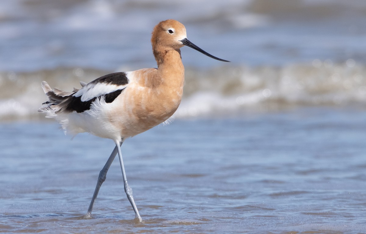 American Avocet - Liam Huber