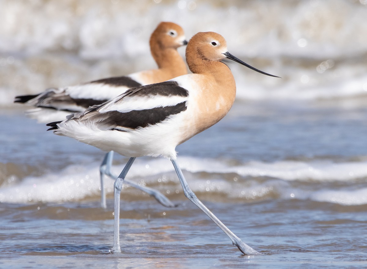 American Avocet - Liam Huber