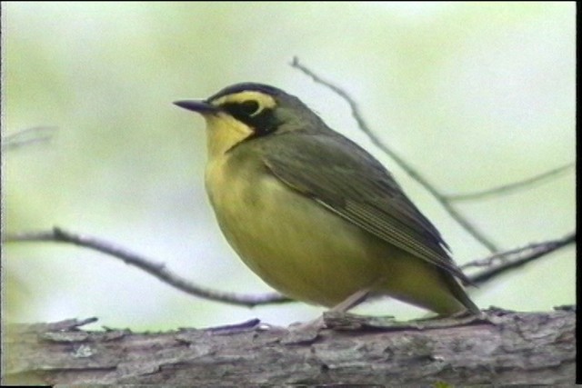 Kentucky Warbler - ML436874