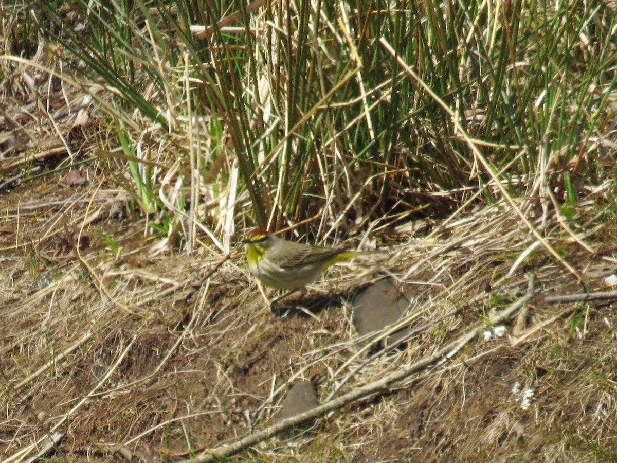 Palm Warbler - Korine Blyveis (Bachleda)